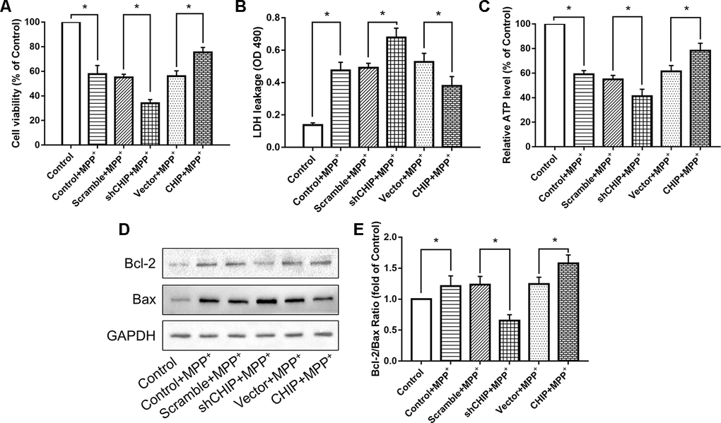 CHIP improved cell damage caused by MPP+ and modulated Bcl-2/Bax Ratio. (A–C) Overexpression of CHIP before MPP+ induced increased cell viability, decreased LDH level and increased ATP level. Decreased CHIP played the opposite role. (D, E) The increased Bcl-2/Bax ratio caused by MPP+ was inhibited in CHIP-overexpression group, while in sh-CHIP group, the ratio was even higher. *P