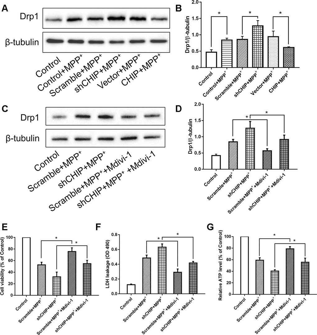 CHIP prevented the upregulation of Drp1 induced by MPP+. (A, B) Immunoblot of Drp1 in different groups of MPP+-induced PD cell models. MPP+ caused the increase of Drp1 in SH-SY5Y cells. After transfecting with CHIP plasmid, the rising trend of Drp1 was inhibited. (C, D) Drp1 levels in MPP+-induced cells with or without Mdivi-1 treated. Mdivi-1 could prevent the increase of Drp1 caused by MPP+. (E–G) Under the condition of CHIP knockdown, LDH and ATP levels in MPP+-induced cells with or without Mdivi-1 treated were detected. *P
