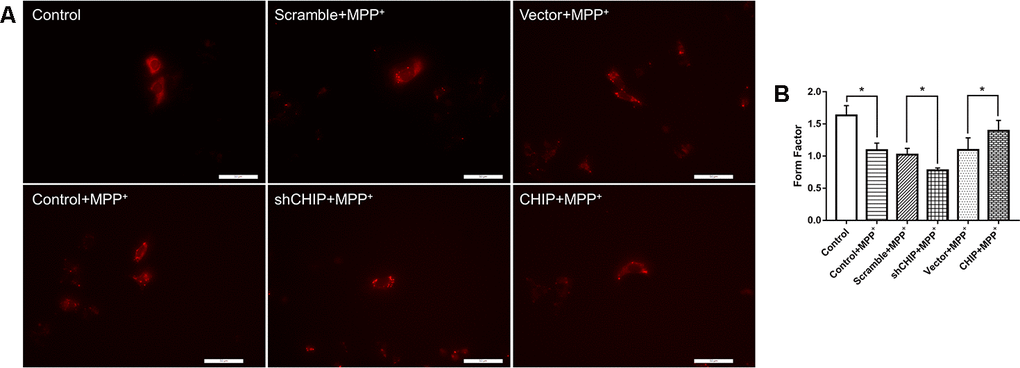 Mitochondrial morphology change of each group. (A) Mitochondria were labeled with MitoTracker Red. MPP+ treatment lead to fragmentation of mitochondria, while CHIP overexpression improved the mitochondria disruption. (B) Histogram of form factor analysis. *P
