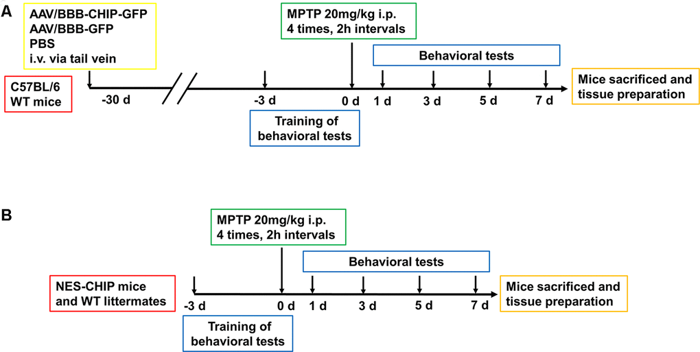 Experimental design of in vivo experiment. (A) C57BL/6 wildtype mice were divided into three groups, 8-10 mice per group. At 6–8 weeks old, mice received equal dose of AAV or PBS injection intravenously via tail vein. 4 weeks later, mice were trained for behavioral tests including pole test, rotarod test and open-field test. Then animals were administered four intraperitoneal injections of MPTP (20 mg/kg) at 2 h intervals. Behavioral tests were conducted at 1st, 3rd, 5th and 7th days. After that, Mice were sacrificed for the continue experiment. (B) NES-CHIP mice and wildtype littermates were treated in the same way with the former animals except for not receiving injections.