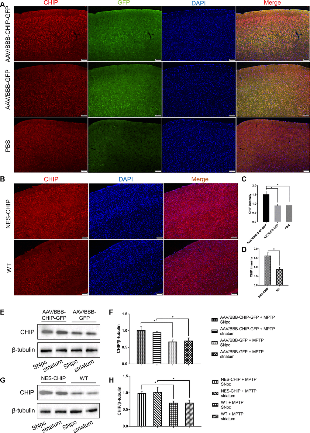 Overexpression of CHIP in AAV-mediated transduction mice and NES-CHIP mice. (A, C) Immunofluorescence for CHIP (red), GFP (green) and nucleus (blue) showed that CHIP overexpressed in mice injected with AAV/BBB-CHIP-GFP. (B, D) In NES-CHIP mice, immunofluorescence proved a higher level of CHIP (red) than that in wild-type littermates. (E–H) Western blotting showed increased CHIP level in SNpc and striatum of mice received AAV/BBB-CHIP-GFP injection and NES-CHIP. CHIP *P