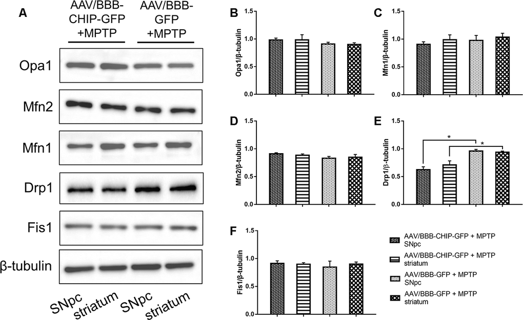 Western blotting of proteins about mitochondrial fusion and fission in SNpc and striatum in mice treated with AAV/BBB-CHIP-GFP or AAV/BBB-GFP followed by MPTP administration. Statistical analysis showed that CHIP increased in AAV/BBB-CHIP-GFP injected mice. (A) Drp1 was upregulated after MPTP administration. CHIP overexpression inhibited the rising trend of Drp1. (B–F) Quantitative analysis of the blots. *P
