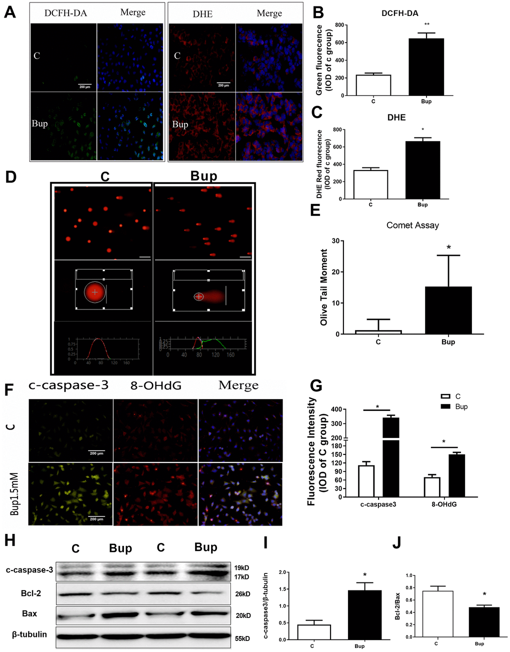 Bupivacaine induced SH-SY5Y cell oxidative DNA damage and neurotoxicity. After treating the SH-SY5Y cells with 1.5mM bupivacaine, the levels of intracellular reactive oxygen species (ROS) as stained by DCFH-DA (A, B) and superoxide anion as stained by DHE (A, C) were significantly increased. The index of DNA damage comet tail moment as assessed by in Comet Assay (D, E) were also robustly increased (* P F, G) increased. The expression of the apoptosis proteins cleaved-caspase3 (F, G, and H, I) increased while the apoptosis-related protein Bcl-2/Bax ratio (H, J) decreased. Data are the mean ± SD of three independent experiments, each performed in triplicates (*P C) group).