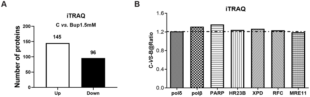 The DNA damage repair proteins expression of SH-SY5Y cells after exposure to bupivacaine were detected by iTRAQ proteomic screening. As showed in graph (A) iTRAQ proteomic screening results showed that: Of the total identified proteins, 241 proteins are significantly different between the (1.5 mM) bupivacaine and Control (C) groups, which included 145 upregulated and 96 downregulated proteins. Graph (B) displayed the list of DNA repair proteins whose expressions were increased by 1.2-fold or more after bupivacaine treatment (i.e., a ratio of Bup-vs-C greater than 1.2).