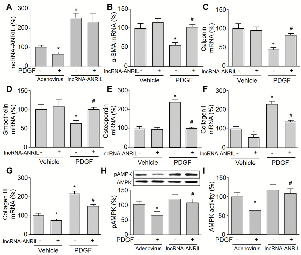 Overexpression of lncRNA-ANRIL abolishes PDGF-induced phenotypic switching and reverses AMPK activity in cultured VSMCs. Cultured VSMCs were infected with adenovirus expressing lncRNA-ANRIL for 24 hours and then treated with PDGF (5 ng/ml) for 48 hours. (A) The expression of lncRNA-ANRIL was determined by real-time PCR. N is 5 in each group. *PB–G) The mRNA levels of the markers of VSMC phenotypic switching, including α-SMA in B, calponin in C, smoothelin in D, osteopontin in E, collagen I in F, and collagen III in G were measured by real-time PCR. (H) Total cell lysates were subjected to perform western blot analysis of phosphorylated AMPK (pAMPK) and total AMPK protein levels. (I) AMPK activity was assayed by P32-ATP method. N is 5 in each group. *P#P