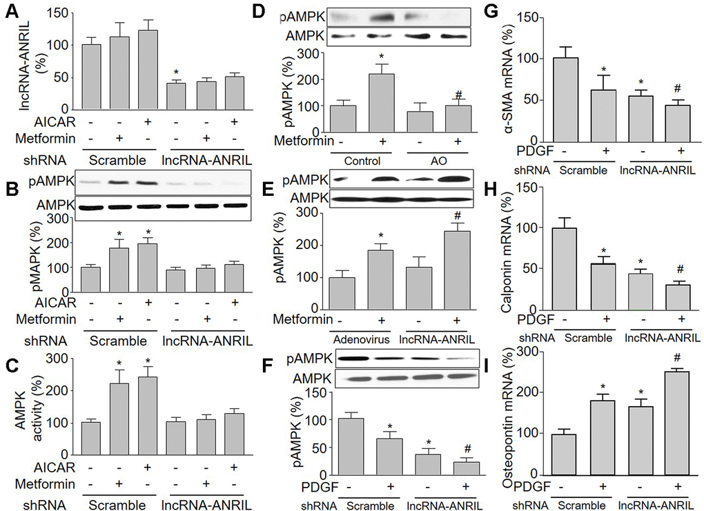 Knockdown of lncRNA-ANRIL ablates pharmacological activations of AMPK in cultured VSMCs. (A–C) Cultured VSMCs were infected with adenovirus expressing scramble or lncRNA-ANRIL shRNA for 48 hours and then treated with metformin (1 mM) or AICAR (0.5 mM) for 6 hours. (A) The expression of lncRNA-ANRIL was determined by real-time PCR. N is 5 in each group. *PB) Total cell lysates were subjected to perform western blot analysis of phosphorylated AMPK (pAMPK) and total AMPK protein levels. (C) AMPK activity was assayed by P32-ATP method. N is 5 in each group. *P#PD) Cultured VSMCs were transfected antisense oligonucleotide of lncRNA-ANRIL (AO) for 48 hours and then treated with metformin (1 mM) for 6 hours. The pAMPK level was assayed by western blot in total cell lysates. N is 5 in each group. *P#PE) Cultured VSMCs were infected with adenovirus expressing lncRNA-ANRIL for 24 hours and then treated with metformin (1 mM) for 6 hours. The pAMPK level was assayed by western blot in total cell lysates. N is 5 in each group. *P#PF–I) Cultured VSMCs were infected with adenovirus expressing lncRNA-ANRIL shRNA for 24 hours and then treated with PDGF (5 ng/ml) for 48 hours. Total cell lysates were subjected to perform western blot analysis of pAMPK in F. The mRNA levels of the phenotypic switching markers, including α-SMA in (G), calponin in (H), and osteopontin in I were assessed by real-time PCR. N is 5 in each group. *P#P