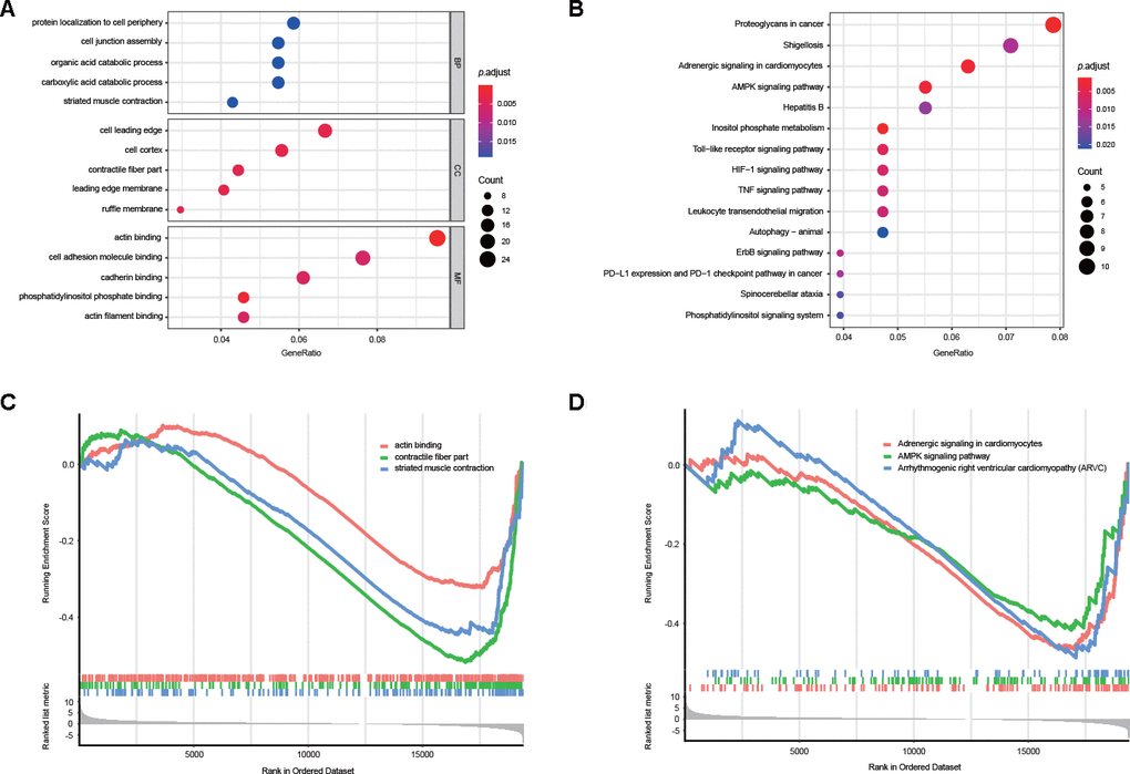 Potential biological functions of DEAS events. (A) GO analysis of DEAS events is shown in bubble plots. (B) KEGG analysis of DEAS events is shown in bubble plots. (C, D) GSEA of DEAS events.