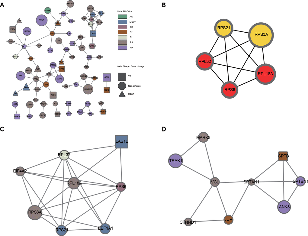 PPI analysis of DEAS events. (A) The interactome of 280 parental genes for 314 DEAS events is shown in the PPI network. (B) The interactome of the top 5 hub genes. (C) Module 1 was associated with ribosomes. (D) Module 2 was associated with adherens junctions and migration.