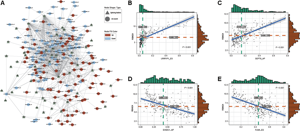Regulatory splicing correlation network in GC. (A) The correlation of DEAS events with SFs is shown in network plots. (B, C) Representative positive correlations between DEAS events and SFs are shown in scatter plots. (D, E) Representative negative correlations between DEAS events and SFs are shown in scatter plots.