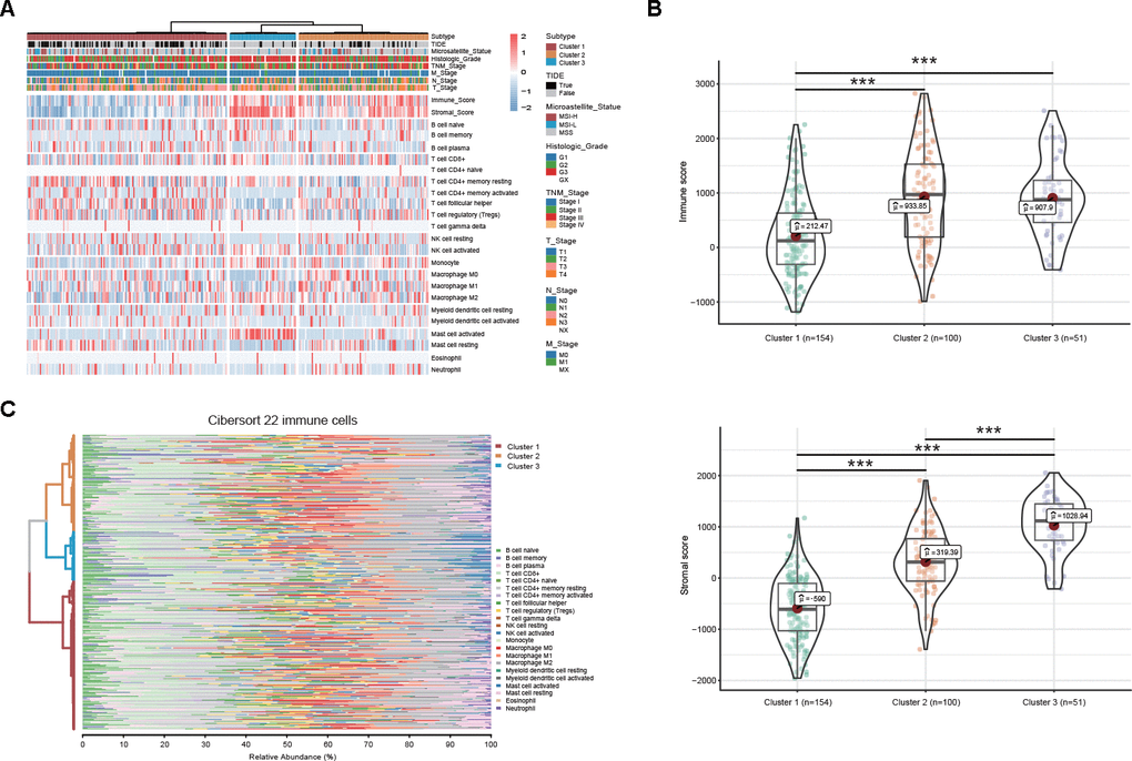 DEAS-based clusters associated with clinicopathological characteristics and immune microenvironment features. (A) A total of 305 DEAS events ordered by distinct clusters with annotations associated with clinicopathological characteristics and immune microenvironment features were visualized in a matrix heatmap. (B) Immune and stromal scores of each DEAS-based cluster. (C) Percentage matrix heatmap of immune cell infiltration in the tumor microenvironment between distinct clusters.