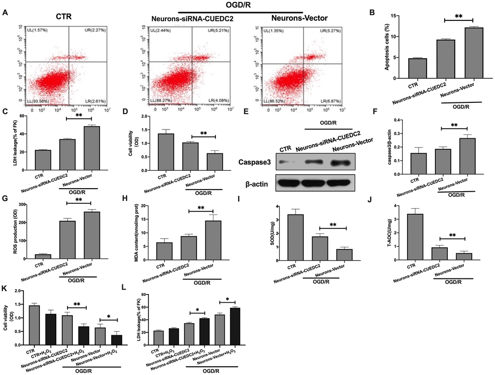 Effects of CUEDC2 on cerebral I/R-induced neuron insult. (A, B) Apoptotic cell death in neurons as detected by flow cytometry with Annexin V/PI staining. (C) Apoptotic cell death in neurons as detected by LDH-leakage assay. (D) Neuron viability as assessed by the MTT assay. (E, F) Protein expression of caspase-3 in neurons as assayed by western blotting. (G) ROS production in neurons as detected by DCFH-DA assay. (H) MDA production in neurons as evaluated by lipid peroxidation MDA assay. (I) SOD production in neurons as determined by WST-8 assay. (J) T-AOC level in neurons as detected by ABTS assay. (K) Viability of H2O2-treated neurons as analyzed by MTT assay. (L) Apoptotic cell death in H2O2-treated neurons as detected by LDH leakage assay. CTR, control; CUEDC2: CUE domain-containing 2; OGD/R: oxygen-glucose deprivation (4 hours) and reperfusion (24 hours); neurons-siRNA-CUEDC2: small interfering RNA silencing CUEDC2 in neurons; neurons-vector: the vector of neurons. All data are presented as the mean value ± SD. *p2O2 treatment group.