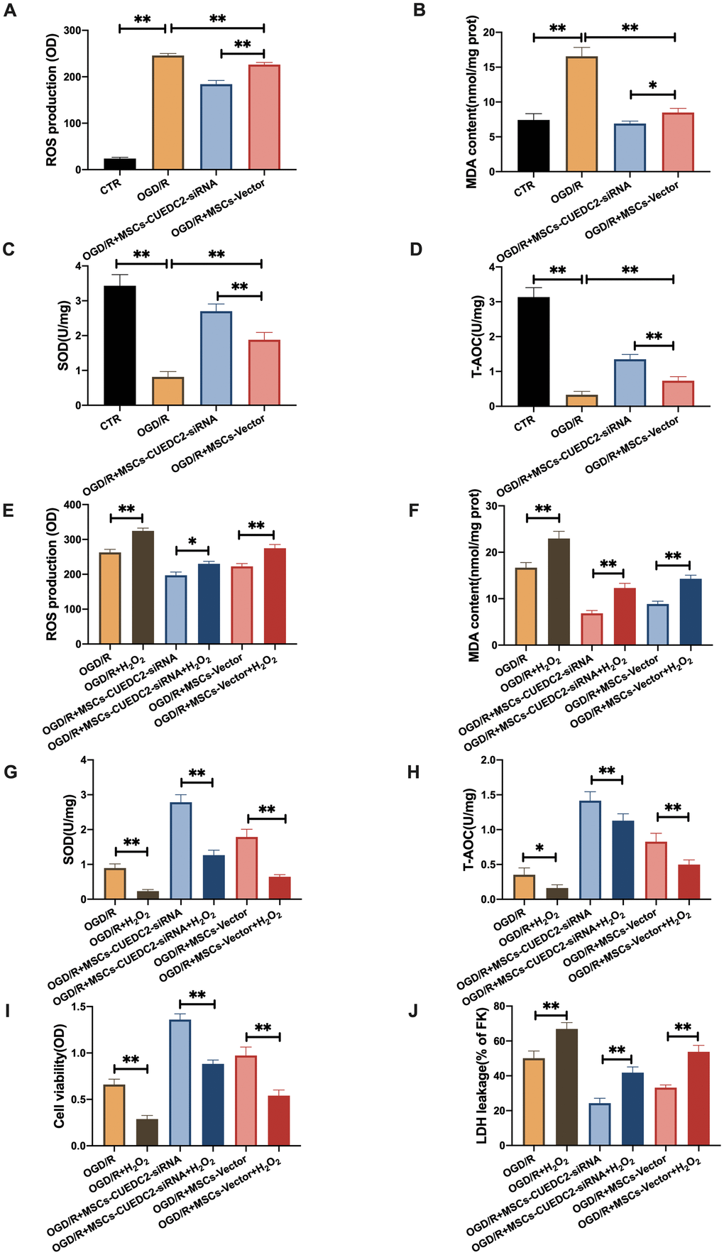 CUEDC2 degradation in MSCs improves protection against OGD/R-induced apoptotic cell death in co-cultured neurons by suppressing oxidative toxicity. (A) ROS production in co-cultured neurons after treatment with different MSCs as detected by DCFH-DA assay. (B) MDA production in co-cultured neurons after treatment with different MSCs as evaluated by lipid peroxidation MDA assay. (C) SOD production in co-cultured neurons after treatment with different MSCs as determined by WST-8 assay. (D) T-AOC level in co-cultured neurons after treatment with different MSCs as detected by ABTS assay. (E) ROS production in co-cultured neurons after treatment with different MSCs exposed to H2O2 as analyzed by DCFH-DA assay. (F) MDA production in co-cultured neurons after treatment with different MSCs exposed to H2O2 as evaluated by lipid peroxidation MDA assay. (G) SOD production in co-cultured neurons after treatment with different MSCs exposed to H2O2 as determined by WST-8 assay. (H) T-AOC level in co-cultured neurons after treatment with different MSCs exposed to H2O2 as detected by ABTS assay. (I) Co-cultured neuron viability after treatment with different MSCs subjected to H2O2 as evaluated by MTT analysis. (J) Apoptosis in co-cultured neurons after treatment with different MSCs subjected to H2O2 as evaluated by LDH leakage assay. CTR: control; MSCs: mesenchymal stem cells; CUEDC2: CUE domain-containing 2; OGD/R: oxygen-glucose deprivation (4 hours) and reperfusion (24 hours). MSCs- siRNA-CUEDC2: small interfering RNA silencing CUEDC2 in MSCs; MSCs-vector: the vector of MSCs. All data are presented as the mean value ± SD. *P2O2 treatment groups.