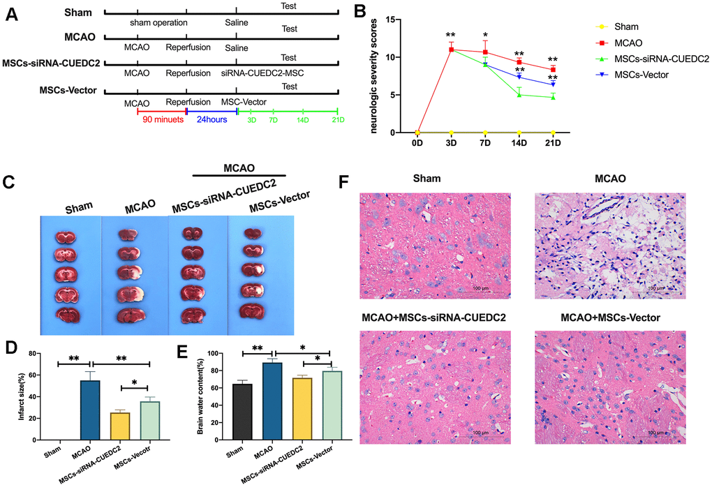 CUEDC2 ablation promotes the efficacy of MSCs in I/R-induced brain damages. (A) Illustration of MCAO-induced model of cerebral I/R in rats and different MSCs treatment. SD rats were exposed to MCAO for 90 minutes and subsequent reperfusion. After 24-hours of reperfusion, the CUEDC2-modified MSCs and the MSCs vector were infused on MCAO model rats. (B) Evaluation of neurologic severity scores. (C, D) Assessment of infarct size with TTC staining in whole-brain tissues. (E) Determination of brain water content. (F) H&E staining in brain tissues. Scale bar = 100 μm. MSCs: mesenchymal stem cells; MSCs- siRNA-CUEDC2: small interfering RNA silencing CUEDC2 in MSCs; MSCs-vector: the vector of MSCs; MCAO, middle cerebral artery occlusion. All data are presented as the mean value ± SD. *p