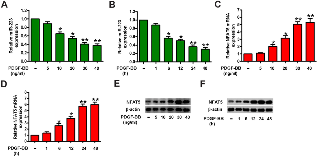MiR-223 was increased and simultaneously NFAT5 was decreased in PDGF-BB-treated HASMCs. HASMCs were starved with 0.5% FBS for 48 h and subsequently exposed to PDGF-BB at various concentrations (5, 10, 20, 30, and 40 ng/ml) for the different time durations (1, 6, 12, 24, and 48 h). (A–D) miR-223 and NFAT5 mRNA levels were measured by qPCR assays in HASMCs treated with different concentrations of PDGF-BB (A, C) for the indicated time durations (B, D). MiR-223 and NFAT5 mRNA expressions were normalized to U6 and GAPDH, respectively. (E, F) Western blot analyses of NFAT5 expression in HASMCs treated with various doses of PDGF-BB (E) for the different time durations (F). β-actin was used as the endogenous control. The data are shown as mean ± SD of three separate experiments. *P **P 