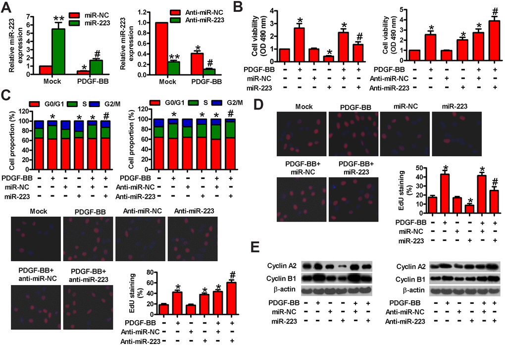 MiR-223 suppressed PDGF-BB-induced proliferation of HASMCs. Serum-deprived HASMCs were transfected with miR-223, miR-NC, and anti-miR-223 or anti-miR-NC for 24 h, followed by PDGF-BB stimulation for 24 h. (A) miR-223 levels were determined by qPCR assay. MiR-223 expression was normalized to U6. (B) MTT assay was performed to measure cell viability. (C) Cell cycle distribution was analyzed by flow cytometry. The percentage of cells in G0/G1, S, and G2/M phases were calculated. (D) Cell proliferation was assessed by EdU incorporation assay. The percentages of EdU-positive cells were counted. (E) Representative Western blot results of cyclin A2 and cyclin B1. β-actin was used as the endogenous control. The data are shown as mean ± SD of three separate experiments. *P **P A) and compared with control group in (B–E). #P 