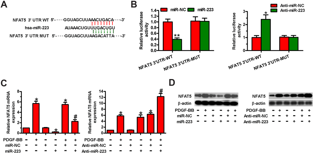 MiR-223 directly targeted NFAT5 in HASMCs. (A) The putative miR-223 binding sites in the 3′-UTR of NFAT5. (B–D) HASMCs were co-transfected with WT or MUT 3′-UTR of NFAT5 reporter plasmids or miR-223, anti-miR-223, miR-NC, or anti-miR-NC for 48 h. (B) Relative luciferase activity was detected. (C) qPCR and (D) Western blot assays were performed to assess NFAT5 mRNA and protein levels. GAPDH and β-actin were used as the endogenous controls, respectively. The data are shown as mean ± SD of three separate experiments. *P **P B) and compared with control group in (C, D). #P 