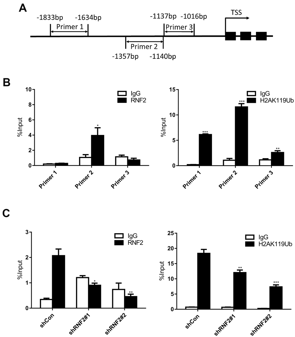 The downregulation of RNF2 reduced both RNF2 enrichment and H2A mono-ubiquitination at the EGR1 promoter. (A) The positions of the three PCR primer sets used in the ChIP assay. (B) Quantitative PCR analysis after a ChIP assay using antibodies against RNF2 and H2A K119Ub. Three independent experiments were performed and analyzed. Data represent the mean ± standard deviation. *pC) Quantitative PCR analysis using primer set 2 after a ChIP assay to show the enrichment of RNF2 and the mono-ubiquitination of H2A at the EGR1 promotor in RNF2-knockdown and control HCT116 cells. Three independent experiments were performed and analyzed. Data represent the mean ± standard deviation. *p