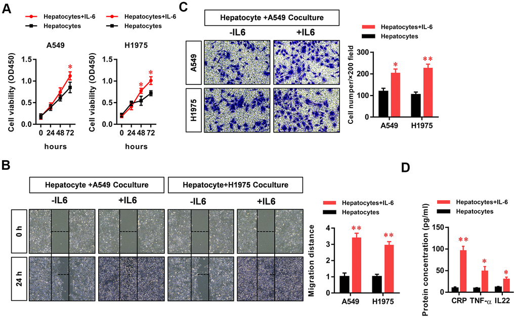 The hepatic inflammatory microenvironment promoted the proliferation, migration, and invasion of lung adenocarcinoma (LUAD) cells. The IL-6-stimulated inflammatory microenvironment simulated by liver cells (our hepatic inflammatory microenvironment model) significantly promoted the (A) proliferation, (B) migration, and (C) invasiveness of A549 and H1975 LUAD cells and (D) significantly increased the secretion of the primary hepatocyte inflammatory factors CRP, TNFα, and IL-22 (*PP