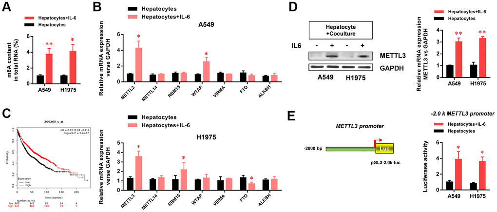The hepatic inflammatory microenvironment significantly increased m6A methylation and METTL3 expression in A549 and H1975 lung adenocarcinoma (LUAD) cells. (A) The hepatic inflammatory microenvironment significantly increased the level of m6A methylation in A549 and H1975 LUAD cells. (B) METTL3 mRNA expression in A549 and H1975 cells was significantly increased by the inflammatory microenvironment of the liver. (C) The Kaplan–Meir Plot database indicated that METTL3 expression in lung cancer was positively correlated with prognosis. (D) The hepatic inflammatory microenvironment significantly increased METTL3 expression in A549 and H1975 cells. (E) The hepatic inflammatory microenvironment significantly increased the activity of the METTL3 promoter in A549 and H1975 cells (*P