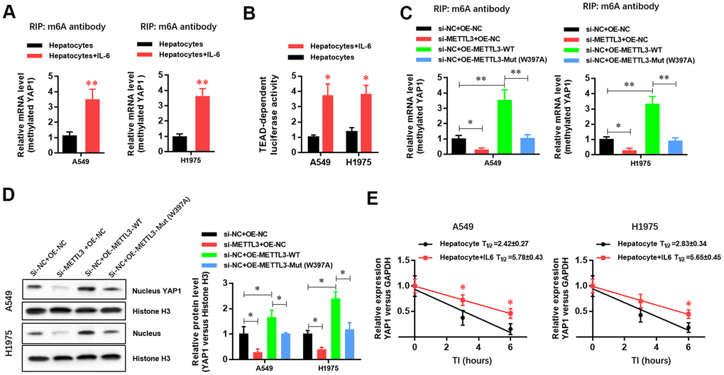 METTL3 elevated YAP1 expression in A549 and H1975 lung adenocarcinoma (LUAD) cells via m6A methylation. (A) RIP experiment showing that the hepatic inflammatory microenvironment significantly increased the m6A methylation of YAP1 in A549 and H1975 LUAD cells. (B) TEAD luciferase reporter assays showed that the inflammatory microenvironment of the liver significantly increased YAP1 signaling in A549 and H1975 cells. (C) RIP experiment showing that METTL3 gene silencing significantly inhibited the m6A methylation of YAP1, and METTL3 overexpression significantly increased the m6A methylation of YAP1. However, mutating a critical active site in METTL3 (W397A) had no effect on the m6A methylation of YAP1. (D) Western blot experiment showing that METTL3 gene silencing significantly inhibited the nuclear expression level of YAP1 protein, and the overexpression of METTL3 significantly increased the nuclear expression level of YAP1 protein. However, mutating the key active site of METTL3 (W397A) had no effect on YAP1 protein expression levels. (E) The hepatic inflammatory microenvironment significantly increased the stability of YAP1 mRNA in A549 and H1975 cells (*P