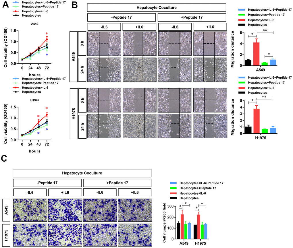 YAP1 blockade significantly inhibited the ability of the hepatic inflammatory microenvironment to promote the proliferation, migration, and invasion of lung adenocarcinoma cells. Peptide 17 significantly inhibited the ability of the inflammatory microenvironment of the liver to promote the (A) proliferation, (B) migration, and (C) invasiveness of lung adenocarcinoma cells (*PP
