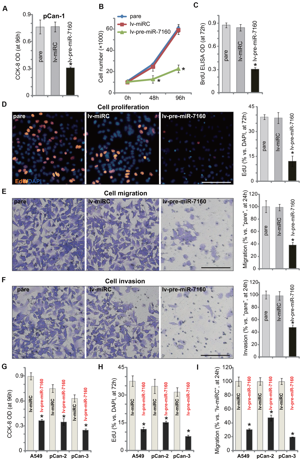 miR-7160 overexpression inhibits NSCLC cell growth, proliferation, migration and invasion. The primary NSCLC cells (pCan-1/pCan-2/pCan-3) or A549 cells, bearing the pre-miR-7160-expression lentiviral construct (“lv-pre-miR-7160”) or non-sense miRNA control lentiviral construct (“lv-miRC”), were cultured for applied time periods; Cellular functions, including viability (A, G), growth (B), proliferation (C, D, H), migration (E, I) and invasion (F) were tested by the assays mentioned in the text, with results quantified. Data were presented as mean ± SD (n=5), and results normalized. *PD–F).