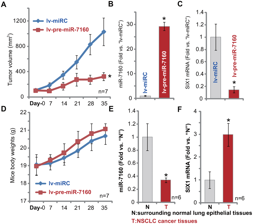 Forced miR-7160 overexpression silences SIX1 and inhibits NSCLC xenograft growth in mice. The pCan-1 NSCLC cells were inoculated thorough s.c. injection to SCID mice (n=7 per group). Within three weeks tumor xenografts were established (Day-0), with tumor volume around 100 mm3. NSCLC xenografts were intratumorally injected with either lv-pre-miR-7160 or lv-miRC. Tumor volumes (A) and mouse body weights (D) were recorded every 7 days. At Day-7, one NSCLC tumor xenograft per group was isolated, each tumor was randomly cut into five small pieces (n=5, for B, C), and expression miR-7160 (B) and SIX1 mRNA (C) in tumor lysates tested by qPCR. The relative expression miR-7160 (E) and SIX1 mRNA (F) in NSCLC cancer tissues (“T”) and paired surrounding normal lung epithelial tissues (“N”) was shown. Data were presented as mean ± SD, and results normalized. * pvs. lv-miRC control tumors (A–C) or “N” tissues (D, E).