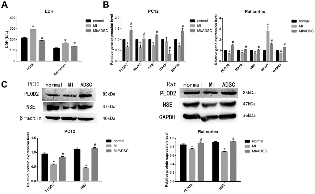 ADSC co-culture promotes survival of mechanically injured neurons. (A) LDH release assay results from PC12 and primary rat neurons exposed to MI. (B) Real-time PCR analysis of PLOD2, MAP2, NSE, GAP43, and GFAP in MI-treated cells. (C) Western-blot analysis showing increased expression of PLOD2 and NSE in MI-treated cells co-cultured with ADSCs. Results presented as mean ± SD and evaluated with one-way ANOVA. *PP