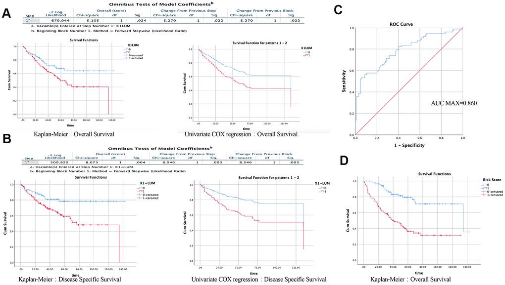 Results of univariate and multivariate COX regression analysis in SPSS (GSE17536). Effect of LUM on the prognosis of OS (A) and DSS (B) using the KM method and Univariate COX regression. (C) ROC analysis of the sensitivity and specificity of the risk score in predicting overall survival. (D) Effect of risk score on the prognosis of OS using the KM method.