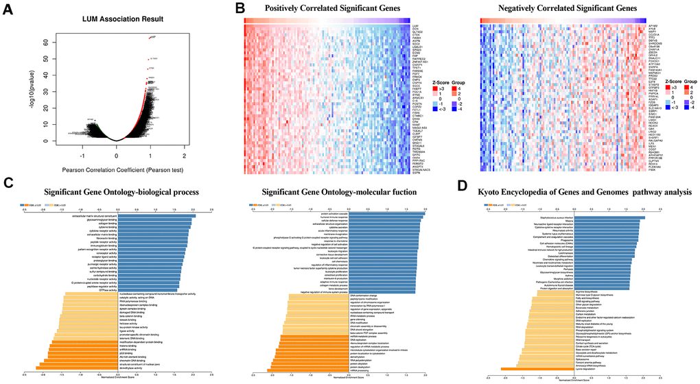 LUM co-expression networks in COAD (LinkedOmics). (A) Volcanic diagrams of positively and negatively correlated genes. (B) Heat map of positively and negatively correlated TOP50 genes. (C) GO and (D) KEGG pathway analysis of related genes.