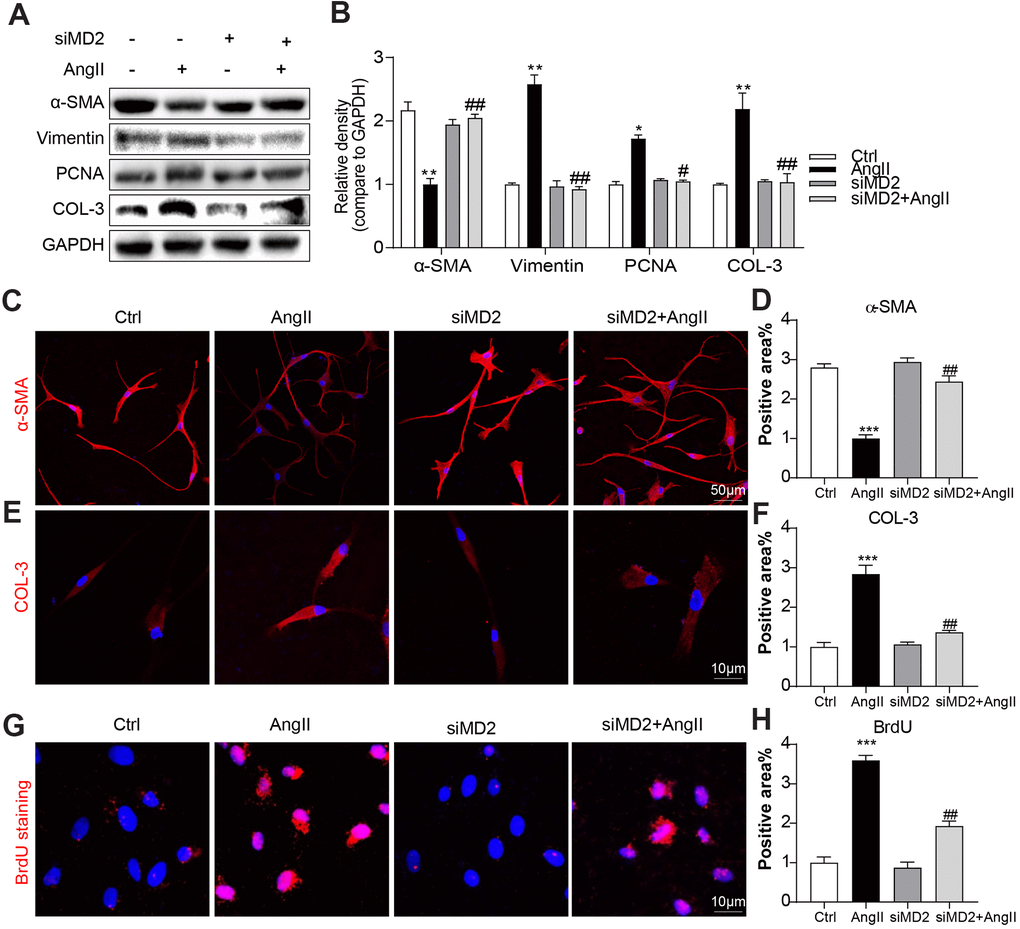 MD2 knockdown reduced Ang II-induced fibrosis and phenotypic switching in VSMC. VSMCs were transfected with siRNA against MD2 for 6 h and then incubated with Ang II for 24 h. (A, B) Expressions of α-SMA, Vimentin, PCNA and COL-3 in the cultural medium were detected by western blot. Densitometric quantification was showed in panel B (n = 3; *pC) Representative immunofluorescence staining images for α-SMA (red) in VSMCs. Cells were counterstained with DAPI (blue) (scale bar = 50 μm). (D) Quantification for staining results in Figure 4C ((n = 3; ***pE) Representative immunofluorescence staining images for COL-3 (Red) in VSMCs. Cells were counterstained with DAPI (blue) (scale bar = 10 μm). (F) Quantification for staining results in Figure 4E (n = 3; ***pG) Proliferation of VSMCs were detected using BrdU staining (red) (scale bar = 10 μm). (H) Quantification for staining results in panel G (n = 3; ***p