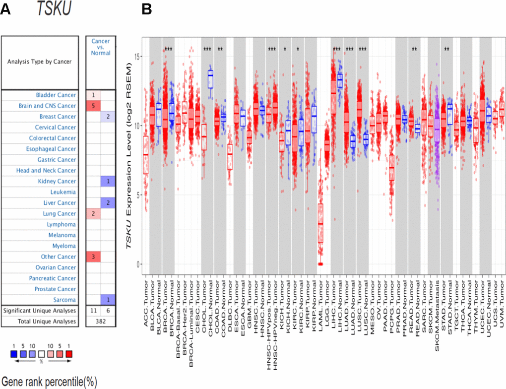 TSKU expression levels in different cancer types. (A) Elevated or decreased TSKU expression in data sets of different cancers compared with normal tissues in the Oncomine database. (B) TSKU mRNA levels in multiple tumor types from the TCGA database were analyzed by TIMER. (*P P P 