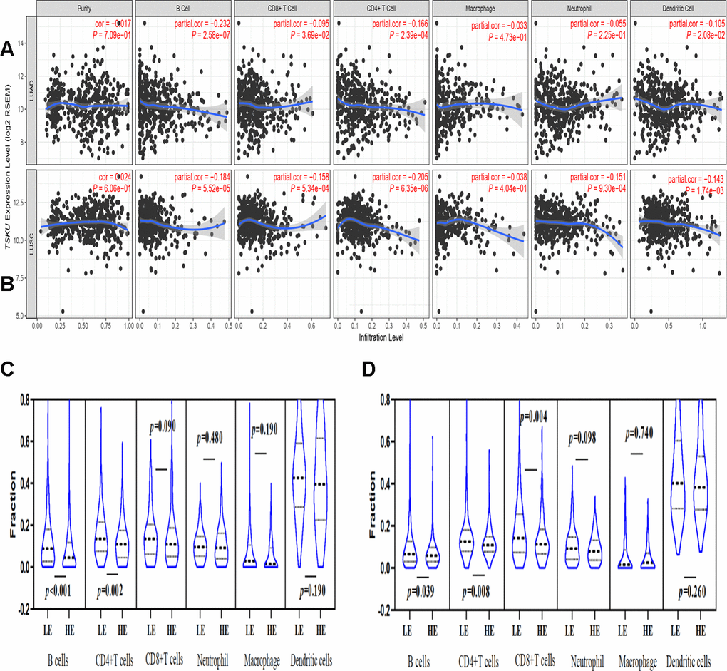 Correlations of TSKU expression with immune infiltration levels in LUAD and LUSC using TIMER database. (A) The correlations of TSKU expression with infiltrating levels of B cells, CD8+ T cells, CD4+ T cells, and dendritic cells in LUAD (N = 515). (B) The correlations of TSKU expression with infiltrating levels of B cells, CD8+ T cells, CD4+ T cells, neutrophils, and dendritic cells in LUSC (N = 501). (C) Comparing the proportions of different TIICs between groups with high TSKU expression levels (N = 238) and low TSKU expression levels (N = 238) in LUAD samples. (D) Comparing the proportions of different TIICs between groups with high TSKU expression levels (N = 241) and low TSKU expression levels (N = 241) in LUSC samples (LE, low expression; HE, high expression).