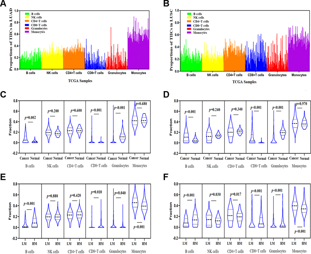 Correlations between TSKU methylation and the proportions of infiltrating immune cells in LUAD and LUSC. (A) The proportions of tumor-infiltrating immune cells (TIICs) in every sample using the TCGA Infinium 450K methylation data in LUAD (N = 460). (B) The proportions of TIICs in every sample using the TCGA Infinium 450K methylation data in LUSC (N = 372). (C) Comparing the proportions of TIICs in tumor tissues (N = 460) and normal tissues (N = 32) in LUAD datasets. (D) Comparing the proportions of TIICs in tumor tissues (N = 372) and normal tissue (N = 43) in LUSC datasets. (E) Comparing the proportions of different TIICs between groups with high TSKU methylation levels (N = 230) and low TSKU methylation levels (N = 230) in LUAD samples. (F) Comparing the proportions of different TIICs between groups with high TSKU methylation levels (N = 185) and low TSKU methylation levels (N = 185) in LUSC samples (LM, low methylation; HM, high methylation).