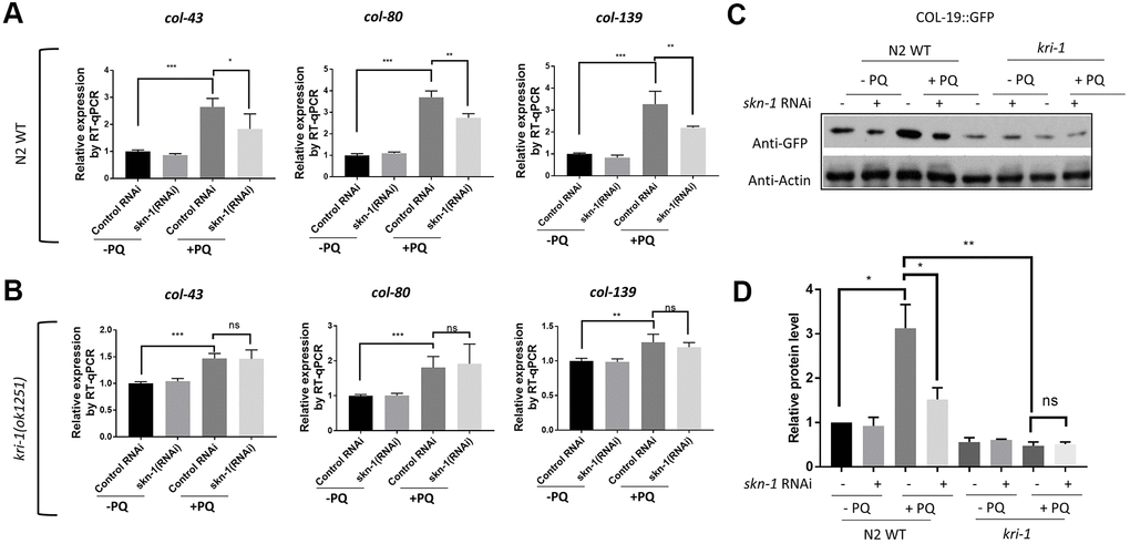 SKN-1 knockdown inhibits paraquat induction of collagen genes in WT but not kri-1 mutant worms. (A) Paraquat induction of collagen transcription was impaired by skn-1 knockdown. WT C. elegans were fed control RNAi or skn-1 RNAi bacteria on agar plates containing 75 μM paraquat (PQ) from L1 to day-1 of adulthood and total RNA was prepared for RT-qPCR analysis. Shown are the relative expression of col-43, col-80 and col-139 normalized to non-treated controls. Error bars indicate the standard deviation of 3 experiments. P values were obtained by two tailed, paired student’s t-test (*PB) skn-1 knockdown was not additive to kri-1 mutation in regulating collagen gene transcription. Experiments were performed as in (A) except that kri-1 mutant worms were used. P values were obtained by two tailed, paired student’s t-test (**PC) The increase in COL-19::GFP protein levels by paraquat was mitigated by skn-1 knockdown. C. elegans WT and kri-1 mutant expressing COL-19::GFP were fed control RNAi or skn-1 RNAi bacteria on agar plates containing 75 μM paraquat (PQ) from L1 to day-1 of adulthood and the total proteins were prepared for Western blot analysis. Actin serves as a loading control. (D) Quantification of 3 biological replicates of Western blot data shown in (C). Signals on each blot were quantified with ImageJ and normalized to non-treated WT controls. Error bars indicate the standard deviation of 3 biological repeats. P values were obtained by two tailed, paired student’s t-test (*P 