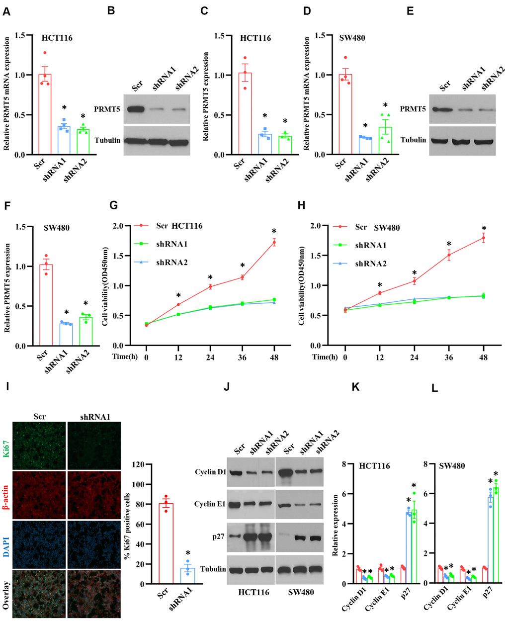 Silencing PRMT5 prevents cell proliferation and cell cycle progression. HCT116 and SW480 cells are transduced by lentivirus containing Scramble and PRMT5-shRNAs. (A) qRT-PCR analysis of PRMT5 mRNA expression level in HCT116 cells. *P B) PRMT5 protein expression level is detected by Western blotting in HCT116 cells. Representative data is shown. (C) PRMT5 protein expression level is quantified in HCT116 cells. *P D) qRT-PCR analysis of PRMT5 mRNA expression level in SW480 cells. * P E) PRMT5 protein expression level is analyzed by Western blotting in SW480 cells. (F) PRMT5 protein expression level is quantified in SW480 cells. *P G, H) Cell viability is measured during different time points in HCT116 and SW480 cells (n=4). *P I) Immunostaining of ki67, a cell proliferation marker, in HCT116 cells. Representative pictures were shown. Scale bar = 50μm. The Ki67 positive cells were quantified in the indicated groups. For each group, 1000 cells were counted. n=3, *P J) Western blot analysis of cyclin D1, cyclin E1, and p27 protein expression level in HCT116 and SW480 cells. Representative data is shown. (K, L) Indicated proteins are quantified in HCT116 and SW480 cells. *P 