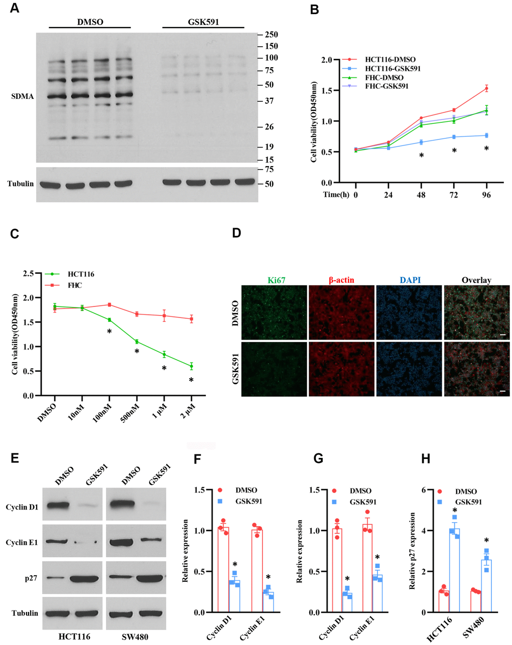 Inhibition of PRMT5 suppresses cell growth and cell cycle progression. HCT116, SW480, and FHC cells are treated with different doses and time points of GSK591, a PRMT5 specific inhibitor. (A) The global symmetric dimethylarginine (SDMA) is detected by Western blotting. Representative data is shown. (B) Cell viability is measured during different time points in HCT116 and FHC cells (n=4). *P C) Cell viability is measured in HCT116 and FHC cells with different doses of GSK591 (n=4). *P D) Immunostaining of ki67 in HCT116 cells treated with GSK591. Scale bar = 50μm. (E) Western blot analysis of cyclin D1, cyclin E1, and p27 protein expression level in HCT116 and SW480 cells. Representative data is shown. (F–H) Indicated proteins are quantified in HCT116 and SW480 cells. *P 