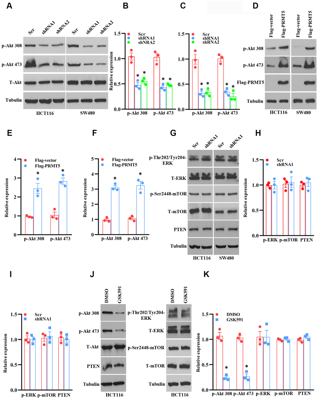 PRMT5 regulates Akt activation in human colorectal cancer cells. (A) Western blot analysis of phospho-Akt and total Akt protein expression level in HCT116 and SW480 cells. Representative data is shown. (B, C) The indicated proteins are quantified in HCT116 and SW480 cells. *P D) Western blot analysis of indicated protein expression level in HCT116 and SW480 cells. Representative data is shown. (E, F) The indicated proteins are quantified in HCT116 and SW480 cells. *P G) Western blot analysis of indicated protein expression level in HCT116 and SW480 cells. Representative data is shown. (H, I) The indicated proteins are quantified in HCT116 and SW480 cells. (J) Western blot analysis of indicated protein expression level in HCT116 cells. Representative data is shown. (K) The indicated proteins are quantified in HCT116 cells. *P 