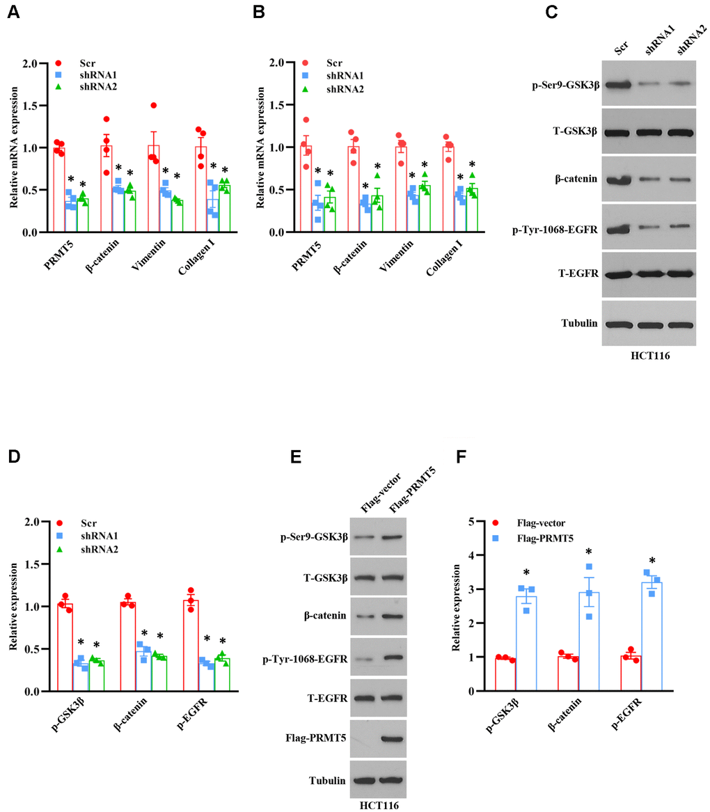 PRMT5 control EMT through Akt/GSK3β signaling axis. (A, B) qRT-PCR analysis of EMT markers in HCT116 and SW480 cells. *P C) Western blot analysis of indicated protein expression level in HCT116 cells. Representative data is shown. (D) The indicated proteins are quantified in HCT116 cells. *P E) Western blot analysis of indicated protein expression level in HCT116 cells. Representative data is shown. (F) The indicated proteins are quantified in HCT116 cells. *P 