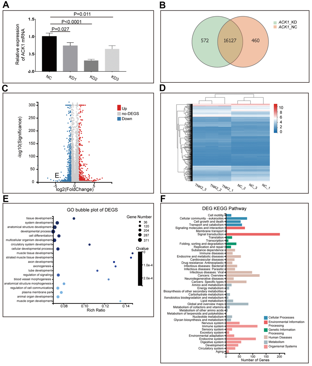 Knockdown (KD) of ACK1/TNK2 in A549 cells, followed by RNA-seq. ACK1 was silenced using three lentivirus-mediated shRNAs (A). The shRNA showing the highest efficiency of the ACK1 gene knockdown was used for subsequent experiments. Overlapping genes were identified in the negative control (NC) and KD groups (B). The volcano plot (C) indicated the significantly up- and downregulated genes after the silencing of ACK1 [absolute value of log2 (fold change) ≥1, PACK1/TNK2) were well clustered (D). Gene Ontology enrichment analysis of DEGs (E). KEGG pathway annotation of DEGs (F).