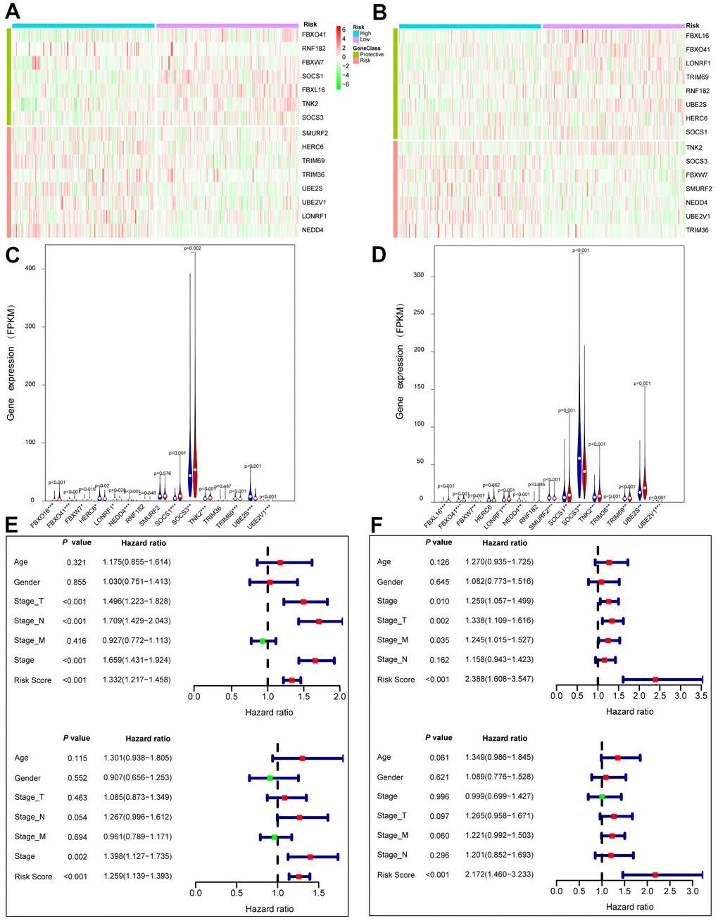 Prognostic values of the gene signature comprising ACK1 and the 14 genes of the most significant module in the TCGA lung cancer patients. Patients were classified into low (green) and high (red) risk groups according to risk scores. Heatmaps of 15 gene expression profiles in the low and high risk LUAD (A) and LUSC (B) patients. Comparison of the 15 gene expression levels between high (blue) and low (red) risk groups in LUAD (C) and LUAD (D). Univariate (upper panel) and multivariate (lower panel) Cox regression analyses in LUAD (E) and LUSC (F).