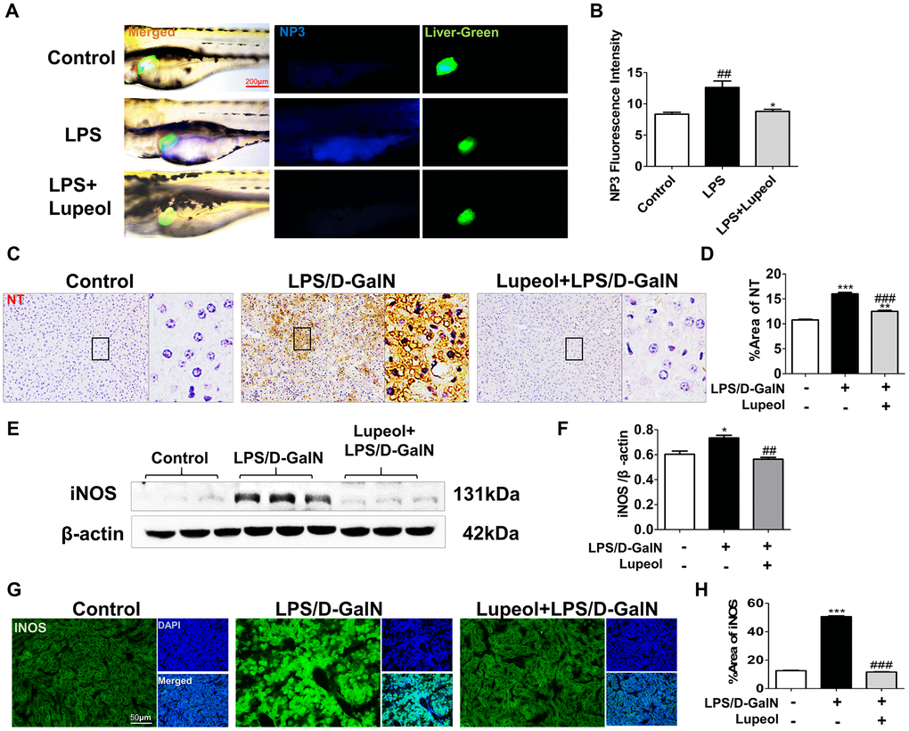 Lupeol reduces oxidative stress in zebrafish and in mice with ALI. (A) Fluorescence micrographs of ONOO- generation in the control zebrafish larvae and the zebrafish larvae treated with LPS or lupeol. N=3-5, figures are magnified as 400x, bar=200 μm. (B) Quantification of the amounts and distribution of ONOO-. Data are exhibited as mean ± SEM. (C, D) NT immunohistochemical staining of mice livers and its quantitative analysis. (E, F) Western blots and quantitative results for iNOS. (G, H) Immunofluorescence staining and quantification for iNOS. All data are shown as the mean ± SEM, n=3-4 group, *P