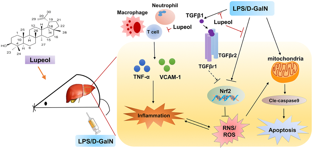 Graphical abstract: A schematic diagram describing the protective mechanisms of lupeol against LPS/GalN-induced acute liver injury.