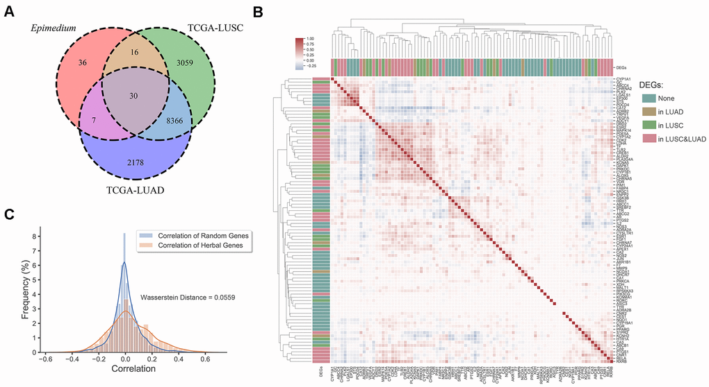 Differentially expression gene analysis. (A) Venn diagram of overlap genes in potential targets of Epimedium active ingredients and DEGs of LUSC and LUAD. Each region represents the number of genes. (B) Heatmap of the pairwise correlation of 89 potential genes of Epimedium active components. (C) Distribution diagram of random intergenic correlations and Epimedium intergenic correlation. Yellow indicates the correlation between the genes of Epimedium, and blue indicates the correlation between random genes (LUSC and LUAD).