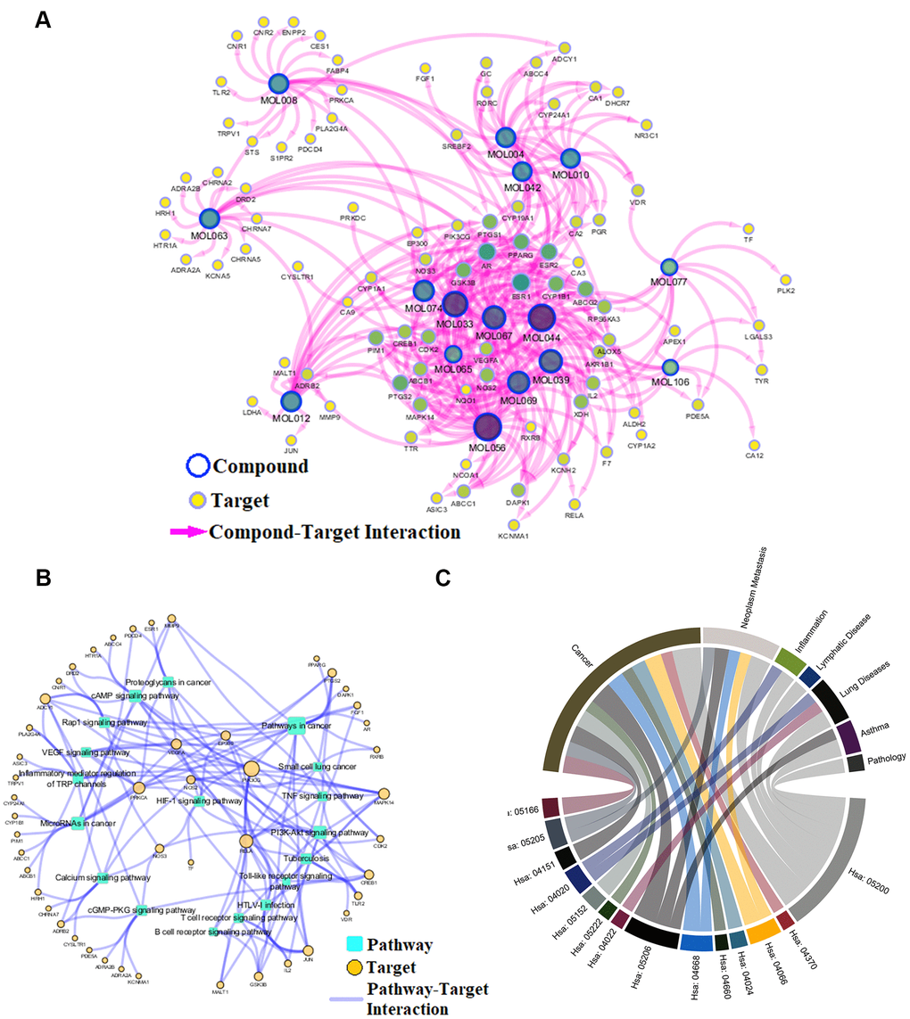 Network analysis. (A) C-T network. (B) T-P network. Yellow nodes represent potential targets; blue circles represent active ingredients of Epimedium; squares represent targets-related pathways; and edge represents the interaction between them. Node size is proportional to its degree. (C) P-D chord diagram. The circle represents the selected pathways and diseases, and the color of the bands within the circle reflects the relationship between the pathways and the diseases.