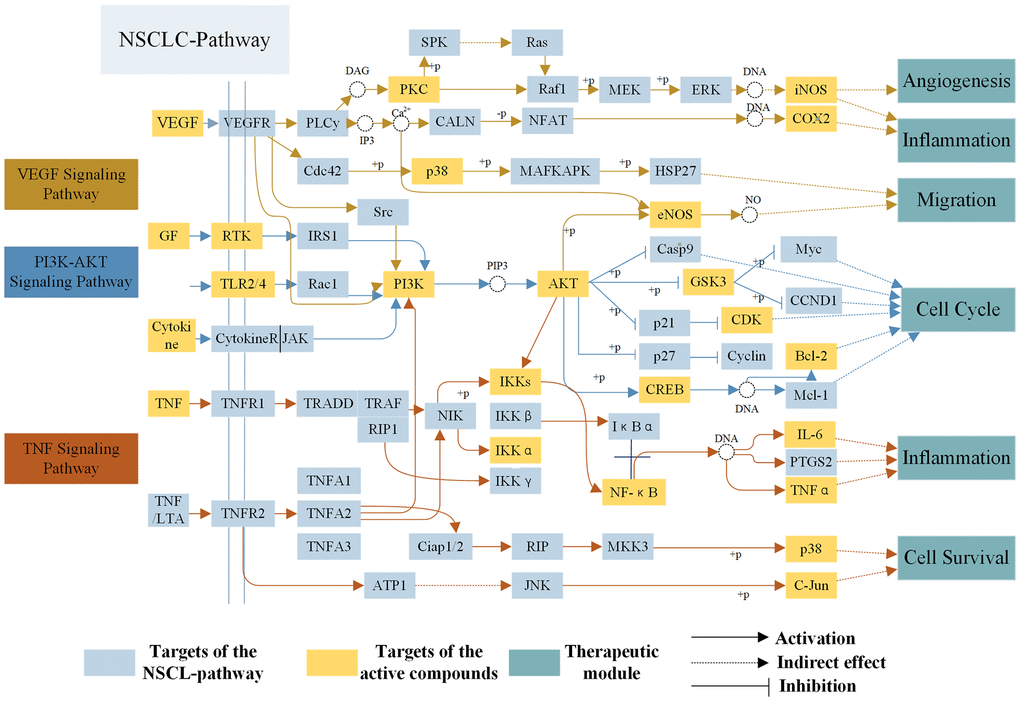 The NSCLC-pathway. Distribution of protein targets of Epimedium on the compressed ‘NSCLC-pathway’. Three pathways (VEGF, TNF, PI3K-AKT Signaling Pathway) form the compressed NSCLC pathway. Yellow rectangle remark targets on the NSCLC pathway, blue rectangle represent targets of active compounds and dark blue rectangle represent therapeutic modules. Solid arrows indicate activation, T-arrows indicate inhibition and dotted arrows indicate indirect effect.
