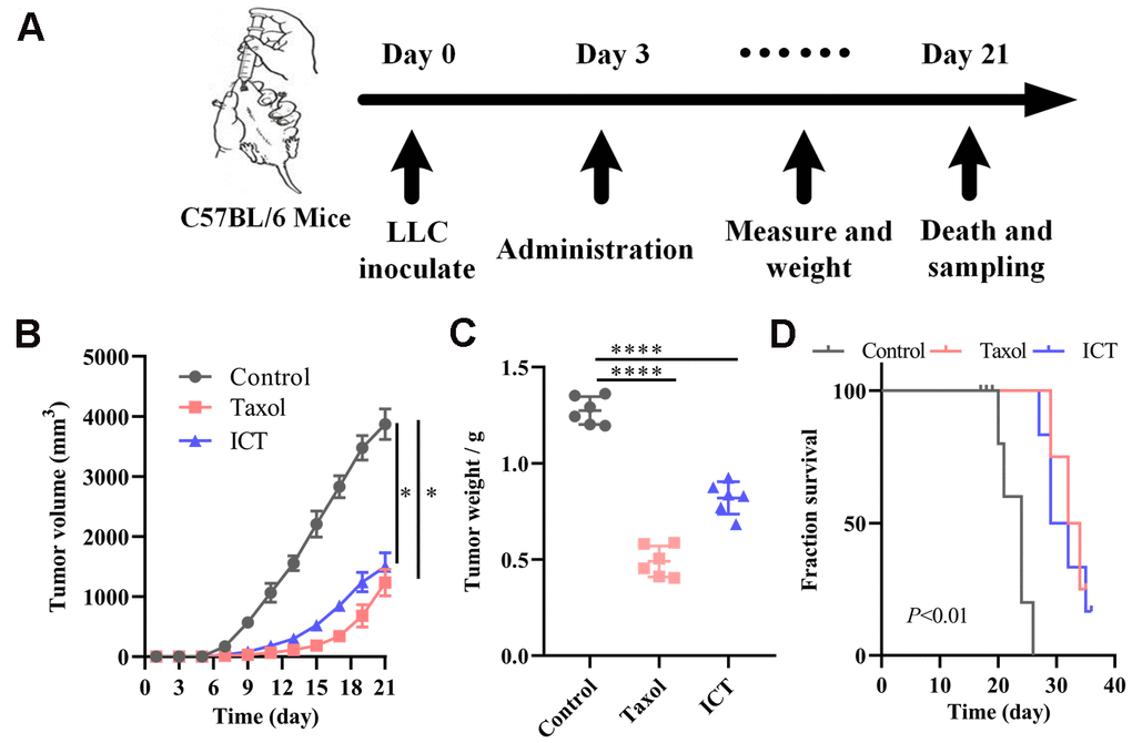 ICT treatment inhibited tumor growth in mice. (A) In vivo experimental treatment plan flow diagram. (B) The tumor volume in control, positive control, and ICT- treated mice was measured once every two days using digital calipers. (C) Weight of LLC tumors following sacrifice in mice subjected to daily administered for 21 days, and their controls. (D) Kaplan-Meier survival curves of mice which were inoculated with LLC cells. All data represent the means ± SEM of six mice. *P P 