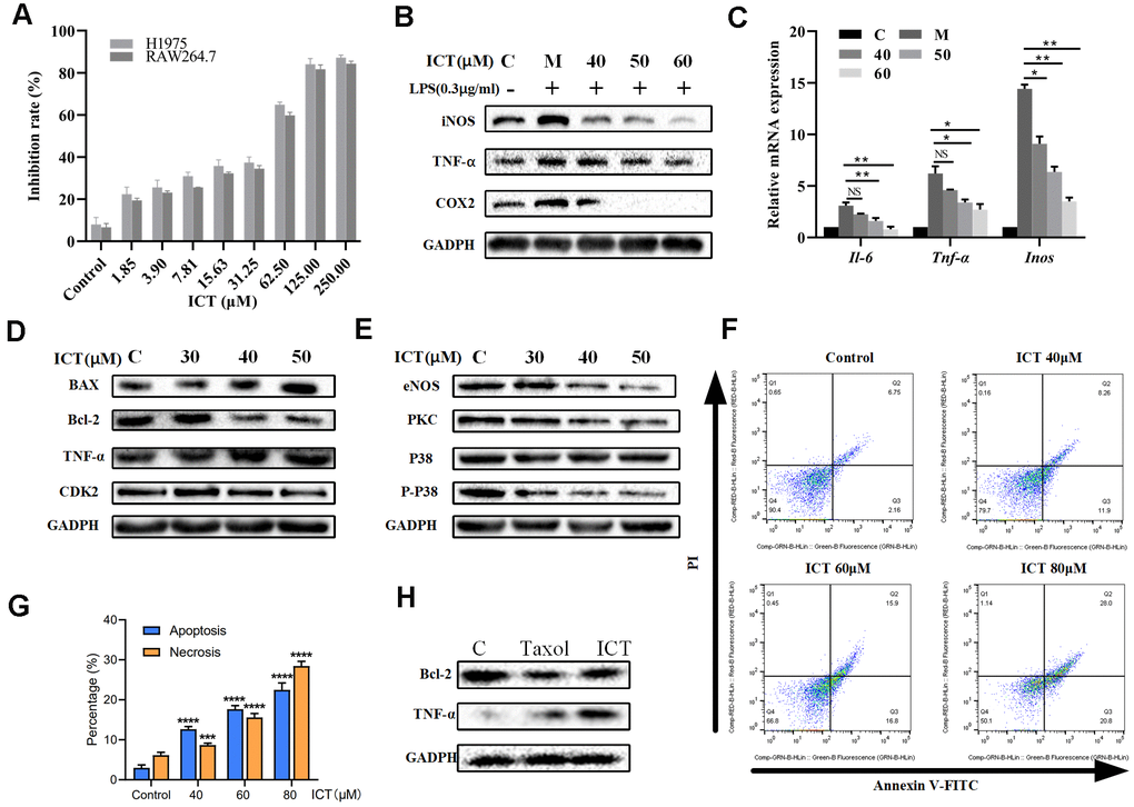 The effect of ICT on lung cancer cell lines. (A) Inhibition rates of ICT on H1975 and RAW264.7 cells. After incubated 24 h, H1975 and RAW264.7 cells viability was measured by CCK-8 assay after treated with control or ICT for 48h. (B) The expression of inflammatory factors (iNOS, TNF-α and COX-2) was measured by western blotting. (C) mRNA expression of inflammatory cytokines (IL-6, TNF-α and iNOS) was determined by RT-PCR. ICT reduced mRNA expression of IL-6, TNF-α and iNOS in LPS-induced RAW264.7 cells. *P P D) Western blotting showed the expression of classical apoptotic proteins (TNF-α, Bcl-2, Bax, CDK2) in H1975 cells. (E) Western blotting showed that ICT down-regulated the expression of migration proteins (eNOS, PKC, P38) in H1975 cells. (F) Apoptosis in H1975 cells was assessed after 24 h of treatment with ICT (0, 40, 60 and 80μM) by Annexin V-FITC/PI binding and measured by flow cytometry analysis. Numbers indicate the percentage of cells in each quadrant. The number of lower right quadrant and upper right quadrant represent the percentage of apoptosis and necrosis, respectively. (G) Bar plot represents the percentage of apoptosis and necrosis induced by ICT in flow cytometric image (F). *P H) Western blotting showed that the expression of extrinsic protein TNF-α increased and the expression of internal protein Bcl-2 decreased in ICT-treated tumor tissues. *P P P P 