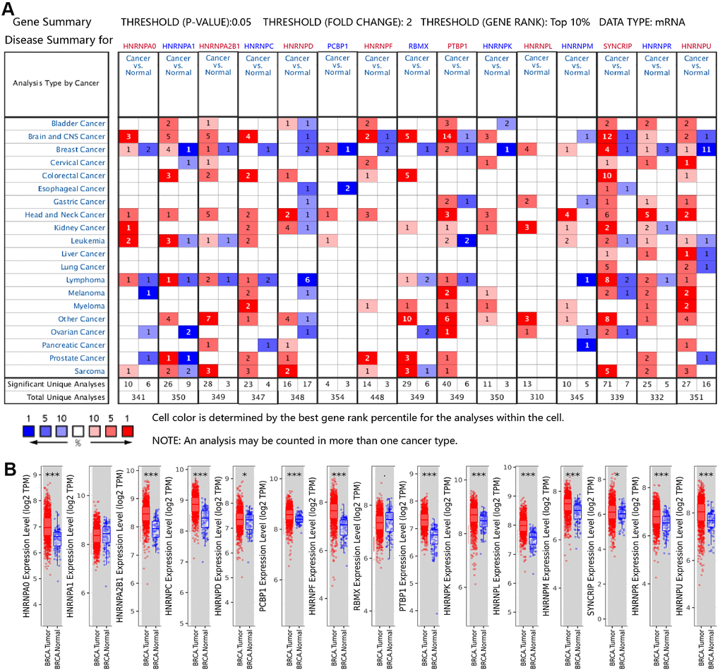 Aberrant mRNA expression of hnRNPs in BRCA. (A) mRNA expression of hnRNPs in various cancer types based on the Oncomine database. The Figure shows the number of datasets with statistically significant mRNA overexpression (red) or downregulated expression (blue) of hnRNPs in different types of cancer versus normal tissues. The threshold was designed with a P value of 0.05, fold change of 2, and gene ranking of 10%. The gene-rank percentile was analyzed for the top target gene from all genes measured in each research. Cell color was determined by the best gene-rank percentile for analysis within the cell. (B) Box plots showing the distribution of the expression of the hnRNPs across BRCA and normal tissue samples in the TCGA-BRCA dataset.*P P P 