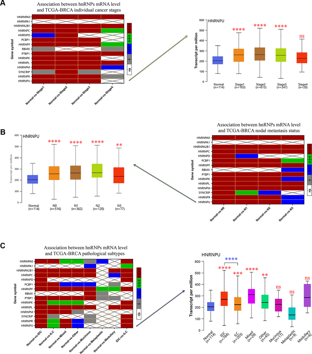 The relationship between the mRNA expression of hnRNPs and tumor stage, nodal metastasis status, and pathological subtypes of patients with TCGA-BRCA. (A) Heat map displaying the correlation between the expression of hnRNPs and tumor stage. The boxplot shows the correlation between HNRNPU expression and tumor stages. (B) Heat map displaying the association between the expression of hnRNPs and nodal metastasis status. The boxplot shows the association between HNRNPU expression and the nodal metastasis status. (C) Heat map displaying the correlation between the expression of hnRNPs and tumor pathological subtypes. The boxplot shows the association between hnRNPU expression and tumor pathological subtypes. Gray represents *P P P P 